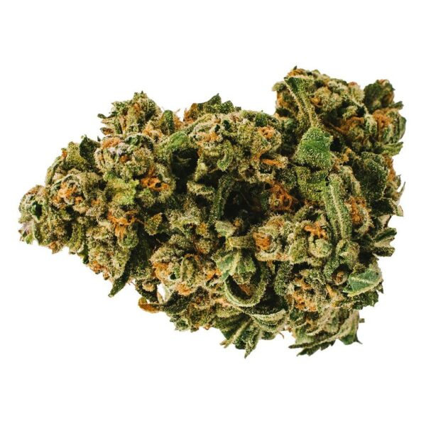 Gelato 29 UP20