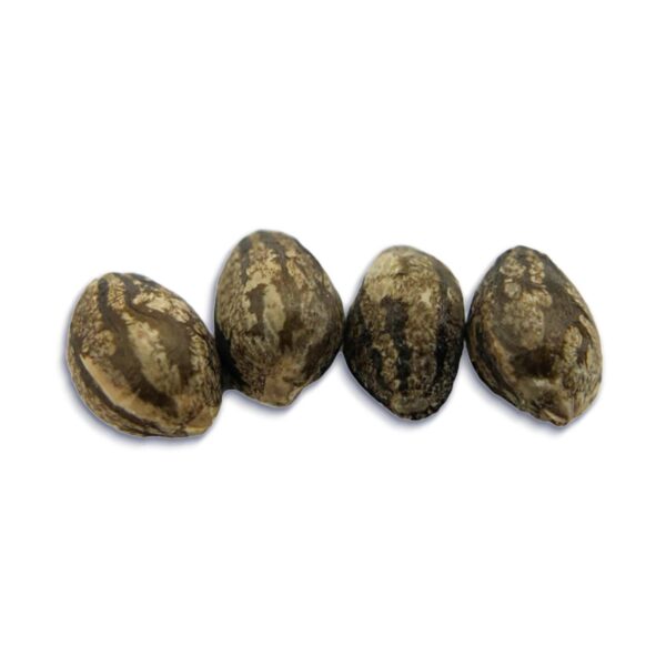 EVERE5T Seeds 4-pack